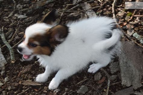 Beagle puppies in Jonesboro, AR. . Dogs for sale in arkansas